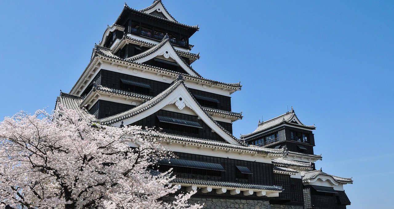 cherry blossom