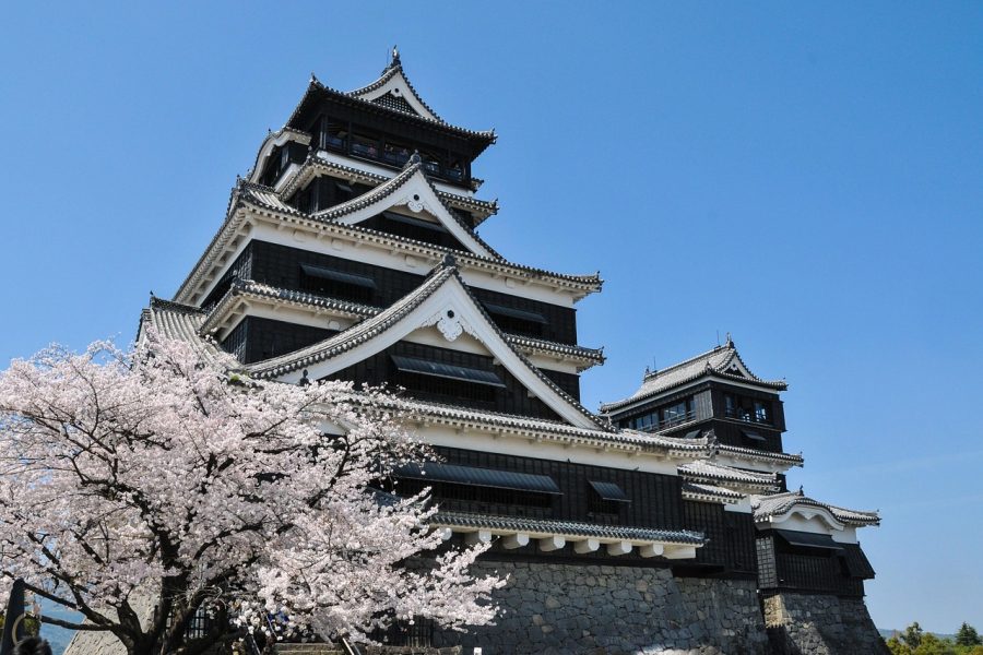 cherry blossom