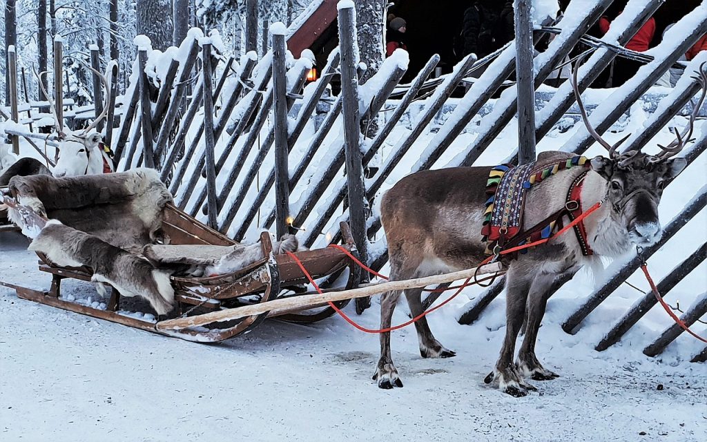Reindeer Ride in Lapland